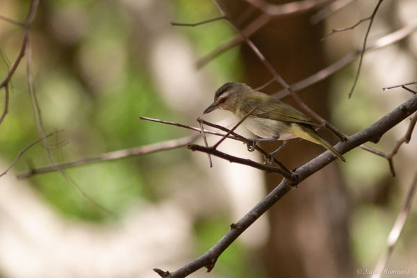 Viréo à moustaches — Vireo altiloquus (Vieillot, 1808)