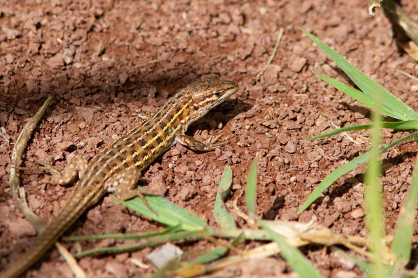 Psammodrome d'Edwards — Psammodromus edwarsianus (An. Dugès, 1829), (Lac du Salagou, Clermont-l'Hérault (34), France, le 02/05/2025)