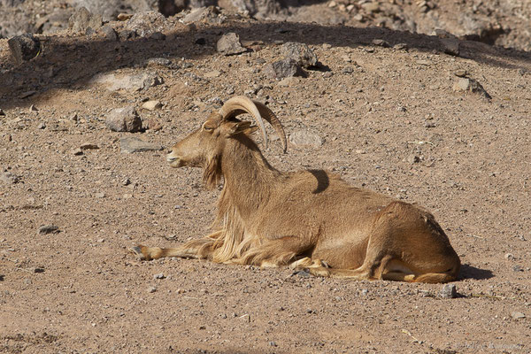 Mouflon à manchettes – Ammotragus lervia (Pallas, 1777), (Oasis Park, Fuerteventura, (Iles Canaries, Espagne), le 16/02/2022)