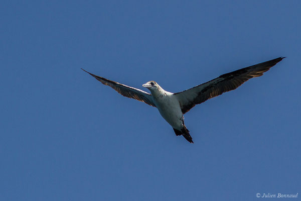 Fou de Bassan – Morus bassanus (Linnaeus, 1758), (Sagres (Vila do Bispo), (Algarve), Portugal, le 31/08/2018)