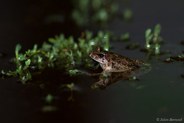 Discoglosse sarde — Discoglossus sardus Tschudi in Otth, 1837