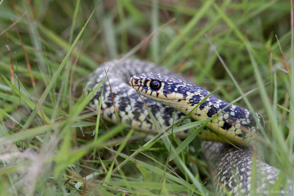 Couleuvre verte et jaune — Hierophis viridiflavus (Lacepède, 1789), (adulte), (Aignan (32), France, le 16/05/2025)