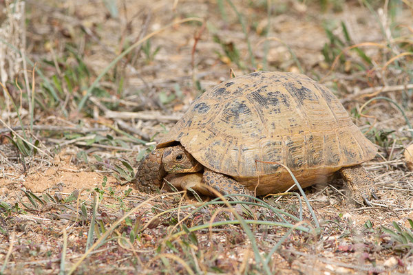Tortue grecque — Testudo graeca (Linnaeus, 1758)