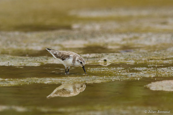 Bécasseau semipalmé — Calidris pusilla (Linnaeus, 1766), (adulte, plumage internuptial) (Route des plages, Remire-Montjoly, Guyane, le 29/03/2017)