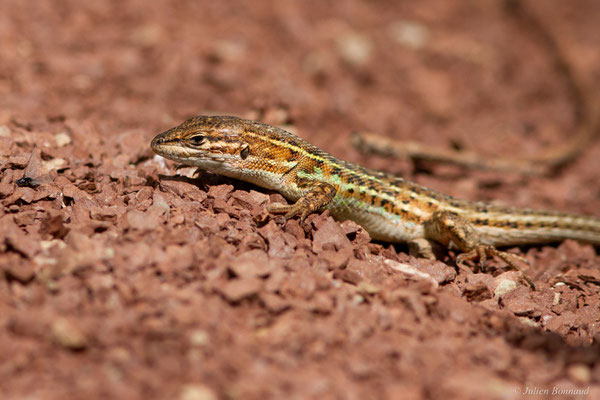 Psammodrome d'Edwards — Psammodromus edwarsianus (An. Dugès, 1829), (Lac du Salagou, Clermont-l'Hérault (34), France, le 02/05/2025)