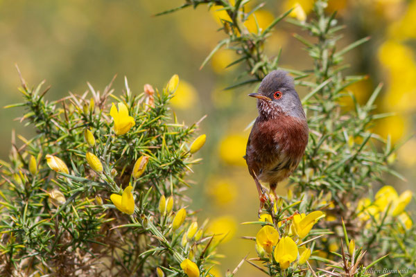 Fauvette pitchou — Curruca undata (Boddaert, 1783), (Saint-Martin-d'Oney (40), France, le 17/04/2025)