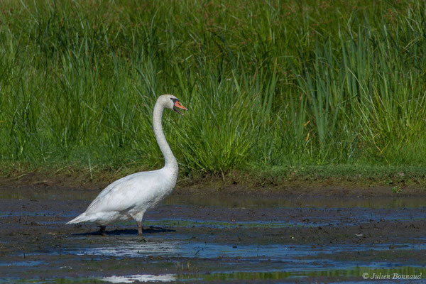 Cygne tuberculé — Cygnus olor (Gmelin, JF, 1789), (adulte) (Anglade (33), France, le 20/06/2018)