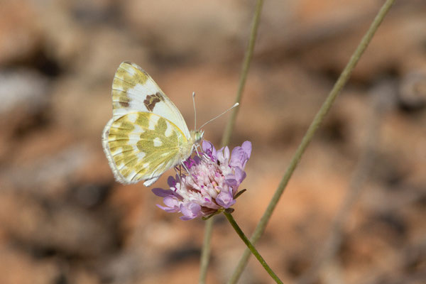 Piéride marbrée — Pontia daplidice (Linnaeus, 1758), (Bardenas Real, Arguedas (Aragon), Espagne, le 08/06/2022)