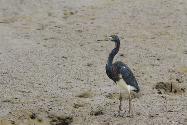 Aigrette tricolore — Egretta tricolor (Statius Müller, 1776), (adulte), (Dégrad des Cannes, Remire-montjoly, le 31/12/2015)