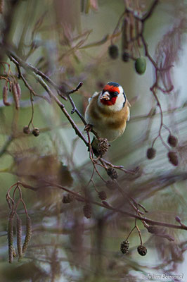 Chardonneret élégant — Carduelis carduelis (Linnaeus, 1758), (Pontivy (56), France, le 02/12/2017)
