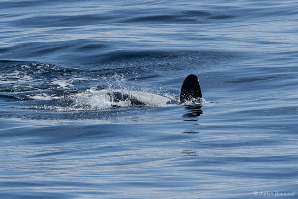 Orque ou Épaulard – Orcinus orca (Linnaeus, 1758), (Saint-Jean-de-Luz (64), France, le 05/10/2019)