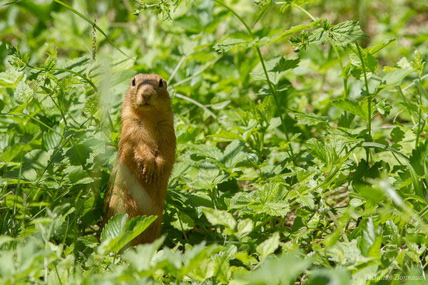 Souslik d'Europe ou Spermophile d'Europe — Spermophilus citellus (Linnaeus, 1766)