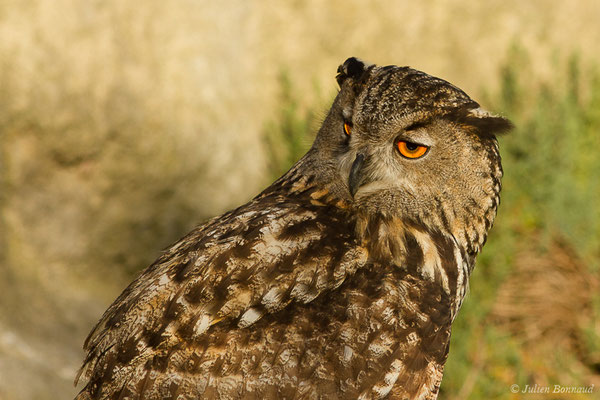 Grand-duc d'Europe — Bubo bubo (Linnaeus, 1758), (Parc ornithologique de Pont de Gau (13), France, le 20/02/2020)