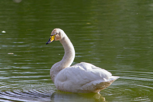 Cygne chanteur — Cygnus cygnus (Linnaeus, 1758), (Parc écologique de Plaiaundi, Irun (Pays basque), Espagne, le 11/11/2025)