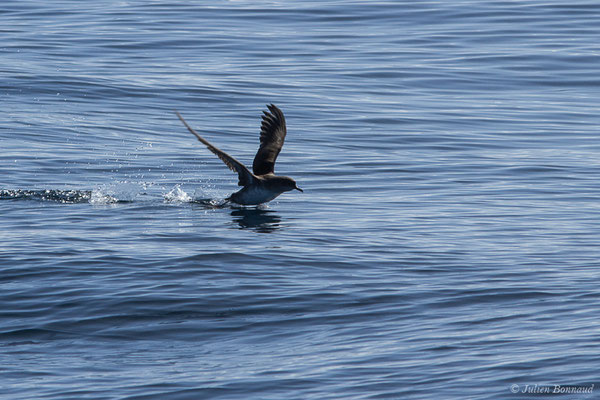 Puffin des Baléares – Puffinus mauretanicus Lowe, 1921, (Saint-Jean-de-Luz (64), France, le 05/10/2019)