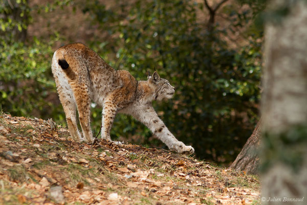 Lynx boréal – Lynx lynx (Linnaeus, 1758), (Parc faunistique Lacuniacha, Huesca, Espagne, le 09/02/2020)