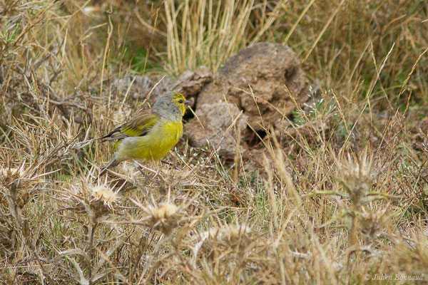 Venturon corse — Carduelis corsicana (Koenig, AF, 1899), (plateau du Coscione, Aullène (2B), France, le 07/09/2019)