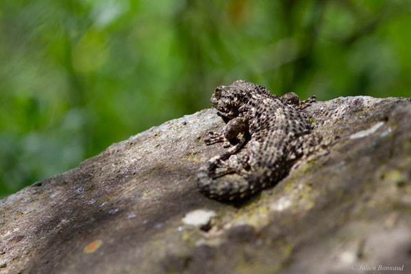 Tarente de Maurétanie — Tarentola mauritanica (Linnaeus, 1758), (Lac du Salagou, Clermont-l'Hérault (34), France, le 02/05/2025)