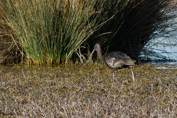 Ibis falcinelle — Plegadis falcinellus (Linnaeus, 1766), (Marais du Vigueirat (13), France, le 19/02/2020)
