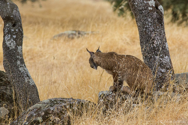 Lynx pardelle — Lynx pardinus (Temminck, 1827), (Parque Natural de la Sierra de Andújar (Andalousie), Espagne, le 10/08/2020)