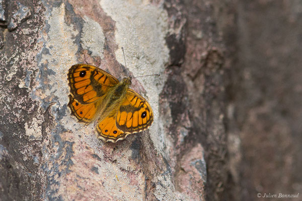 Mégère corse — Lasiommata paramegaera (Hübner, 1824), (Asco (2B), France, le 10/09/2019)