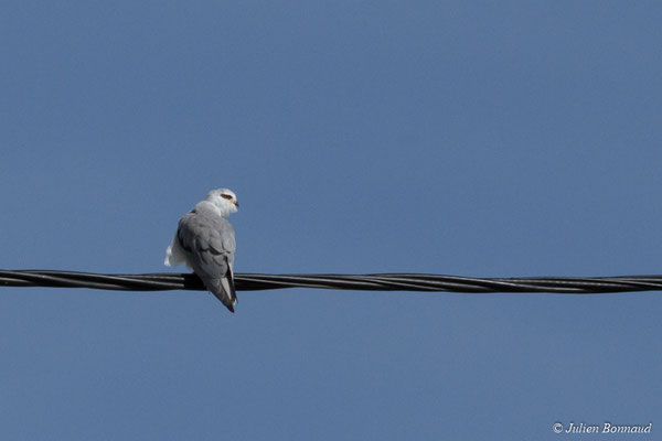 Élanion blanc — Elanus caeruleus (Desfontaines, 1789), (adulte) (Tarasteix (65), France, le 01/03/2018)
