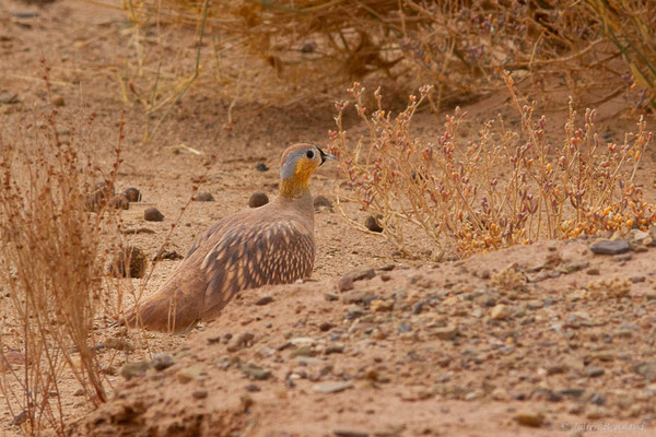 Ganga couronné — Pterocles coronatus Lichtenstein, 1823, (Parc national d'Iriqui (Souss-Massa-Draâ, Guelmim-Es Semara), Maroc, le 12/02/2023)