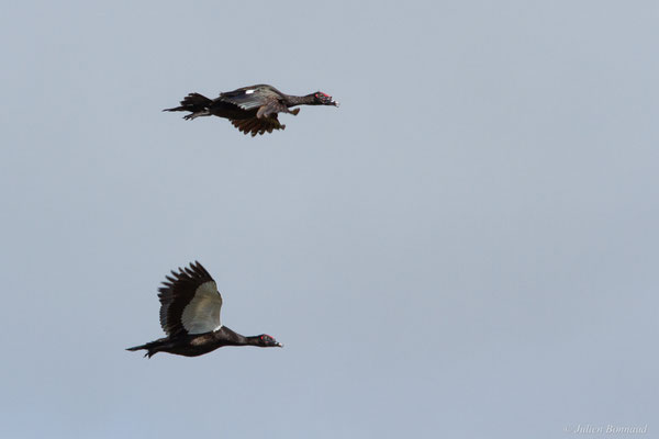 Canard musqué — Cairina moschata (Linnaeus, 1758), (Centre spatial Guyanais, Kourou, Guyane, le 21/02/2017)