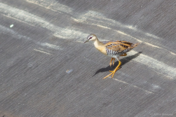 Marouette à sourcils blancs — Hapalocrex flaviventer (Boddaert, 1783)