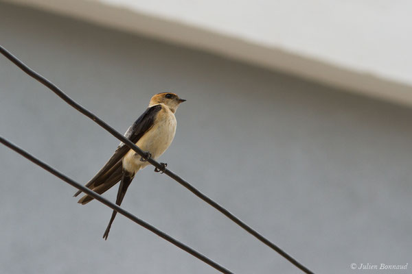 Hirondelle rousseline (Cecropis daurica) (Portimão (Faro), (Algarve), Portugal), le 02/09/2018)
