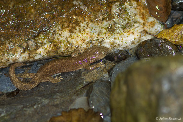 Calotriton des Pyrénées ou Euprocte des Pyrénées – Calotriton asper (Al. Dugès, 1852), (femelle adulte) (Laruns (64), France, le 06/08/2019)