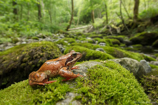 Grenouille rousse — Rana temporaria Linnaeus, 1758