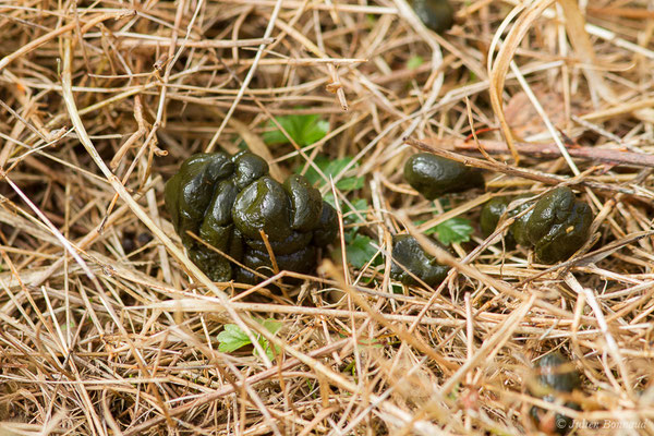 Moquette de Chevreuil européen — Capreolus capreolus (Linnaeus, 1758), (Buzy (64), France, le 02/10/2020)