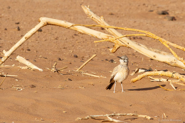 Sirli du désert — Alaemon alaudipes (Desfontaines, 1789), (Parc national d'Iriqui (Souss-Massa-Draâ, Guelmim-Es Semara), Maroc, le 12/02/2023)