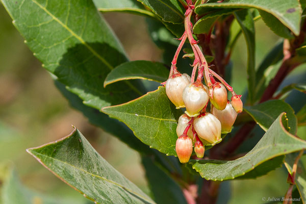 Arbousier commun — Arbutus unedo L., 1753, (Réserve Naturelle Jebel Bouhachem, Anjra Derdara (Tanger-Tétouan-Al Hoceïma), Maroc, le 23/02/2023)