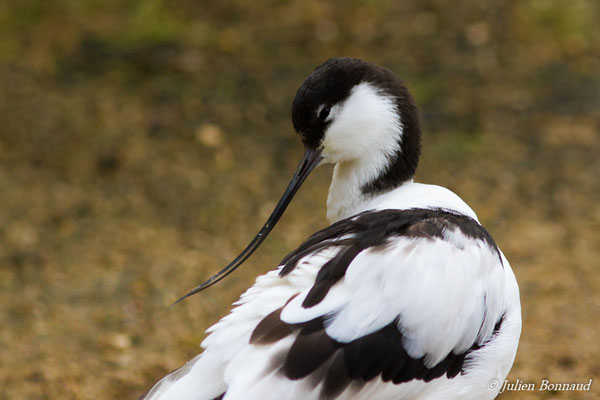 Avocette élégante — Recurvirostra avosetta Linnaeus, 1758, (adulte) (parc zoologique de Paris, le 24/11/2016)