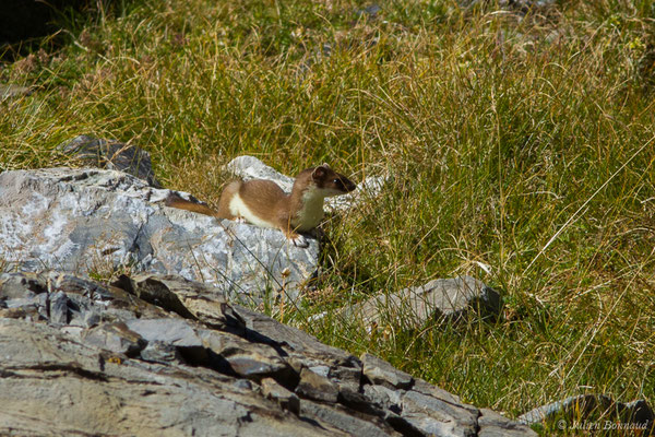 Hermine – Mustela erminea Linnaeus, 1758, (Lac d'Anglas, Gourette (64), France, le 30/09/2018)