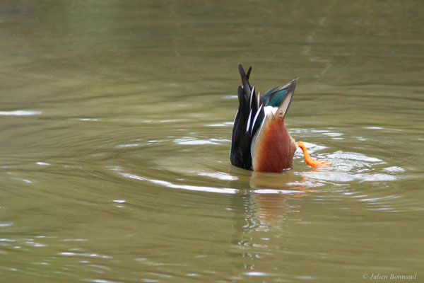Canard souchet — Anas clypeata (Linnaeus, 1758)
