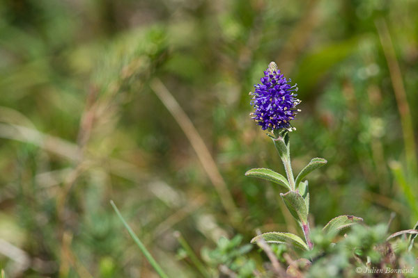 Véronique en épi — Veronica spicata L., 1753, (Laruns (64), France, le 03/08/2019)