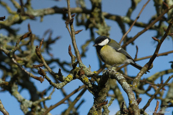 Mésange charbonnière — Parus major Linnaeus, 1758, (adulte) (Pontivy (56), France, le 02/02/2018)