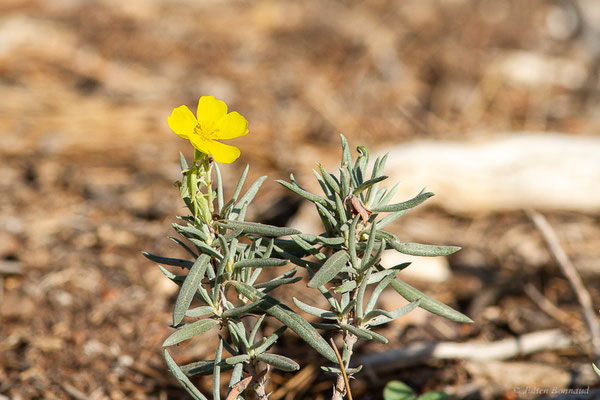 Hélianthème de Syrie — Helianthemum syriacum (Jacq.) Dum.Cours., 1802