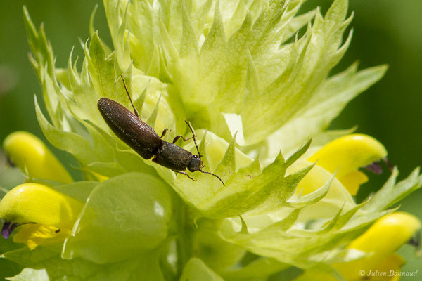 Taupin des jardins (Athous haemorrhoidalis) (Pierrefitte-Nestalas (65), France, le 20/05/2019)