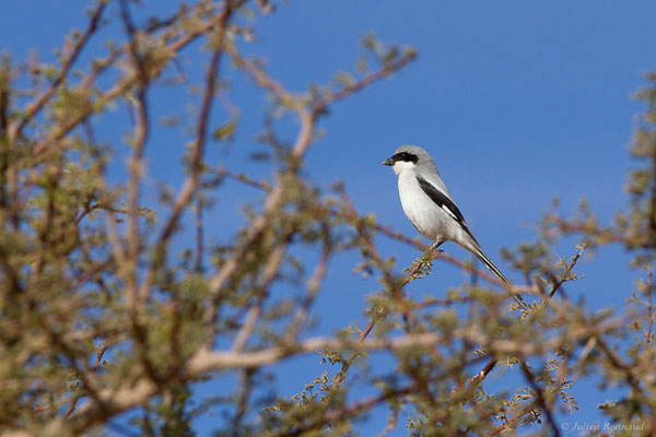 Pie-grièche grise — Lanius excubitor Linnaeus, 1758, (Tata (Souss-Massa), Maroc, le 08/02/2023)