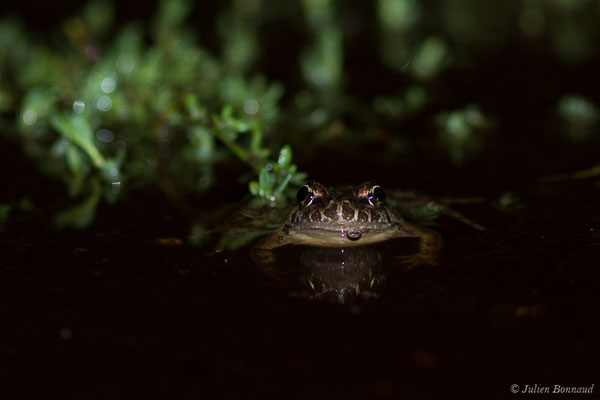 Discoglosse sarde — Discoglossus sardus Tschudi in Otth, 1837