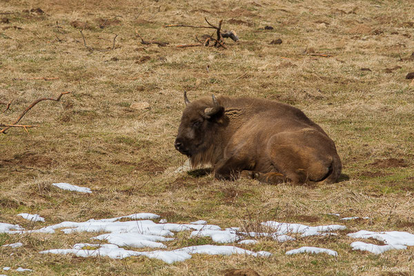 Bison d'Europe – Bison bonasus (Linnaeus, 1758), (Parc faunistique Lacuniacha, Huesca, Espagne, le 09/02/2020)