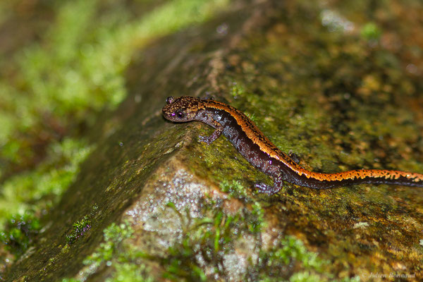Chioglosse portugais — Chioglossa lusitanica Bocage, 1864