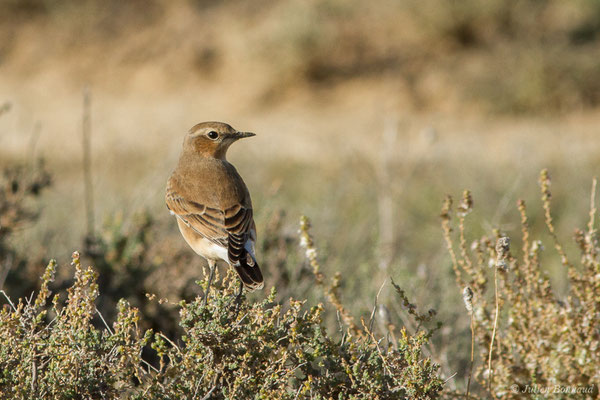 Traquet motteux — Oenanthe oenanthe (Linnaeus, 1758), (Bardenas Real, Tudela (Aragon), Espagne, le 30/09/2021)