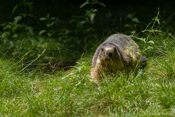 Marmotte des Alpes, Marmotte — Marmotta marmotta (Linnaeus, 1758), (Parc animalier des pyrénées, Argelès-Gazost (65), France, le 15/07/2018)