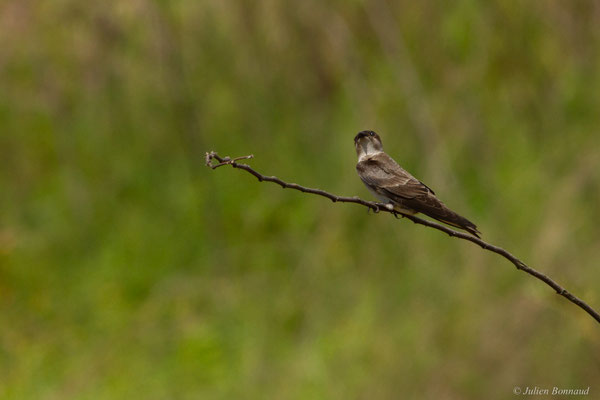 Hirondelle tapère — Progne tapera (Linnaeus, 1766)