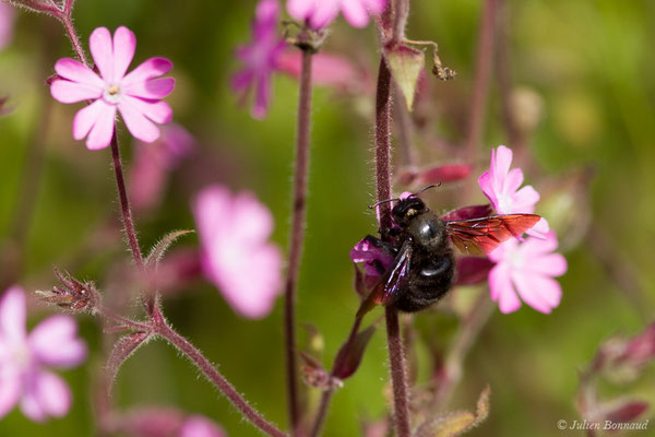 Xylocope violet – Xylocopa violacea (Linnaeus, 1758), (Cauteret (65), France, le 08/06/2018)